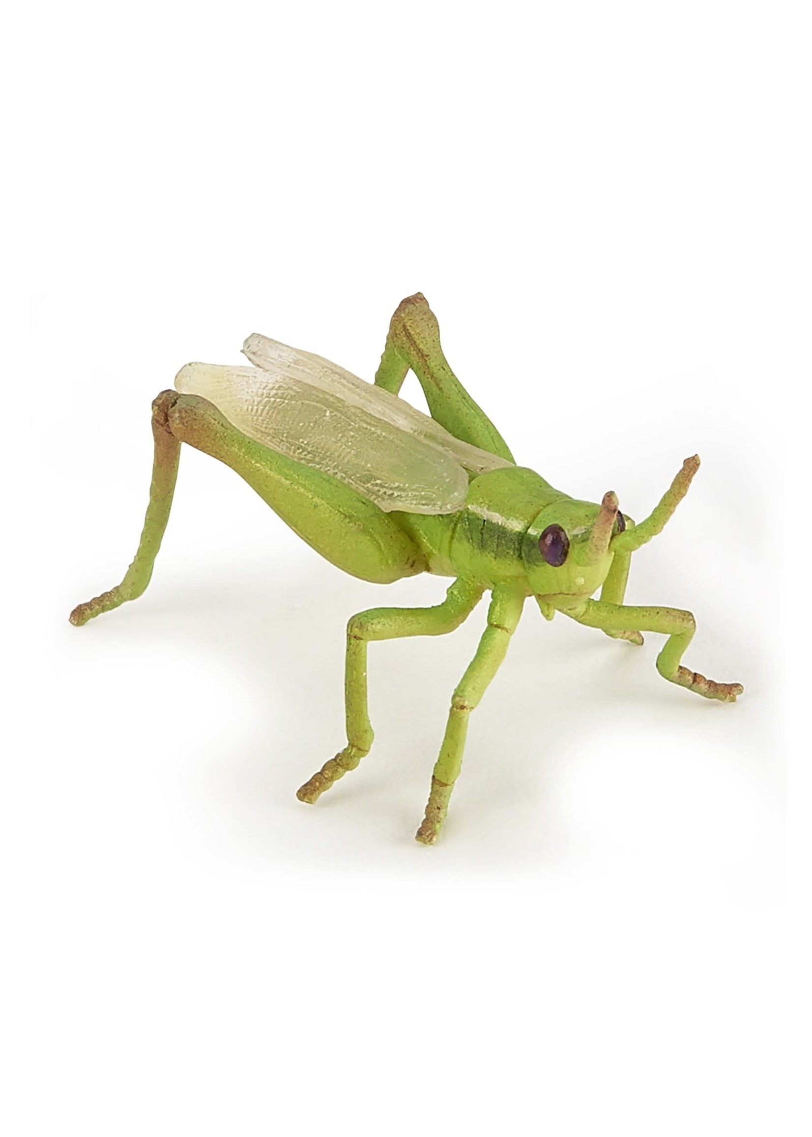 Papo Papo - Grasshopper