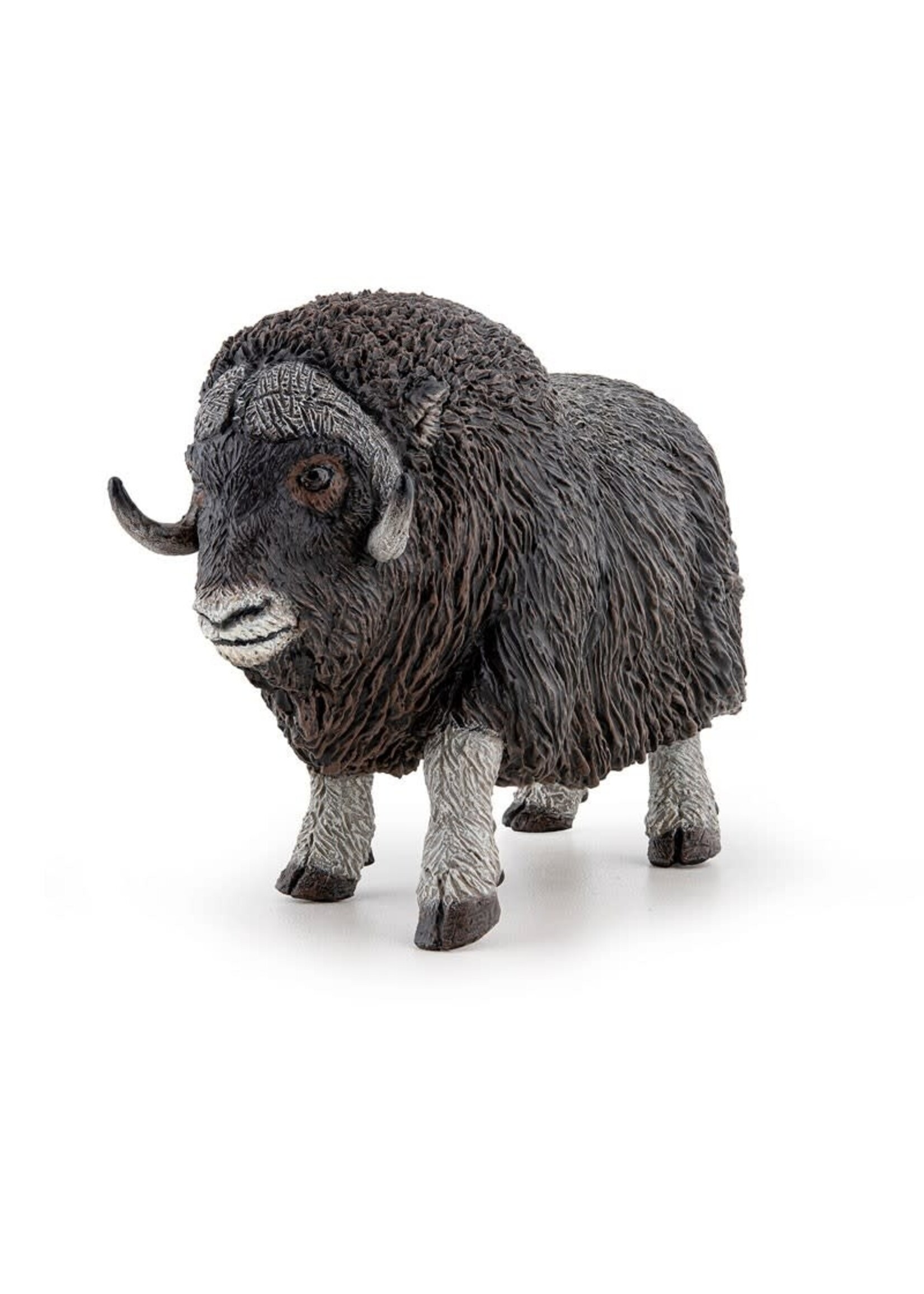 Papo Papo - Boeuf Musqué