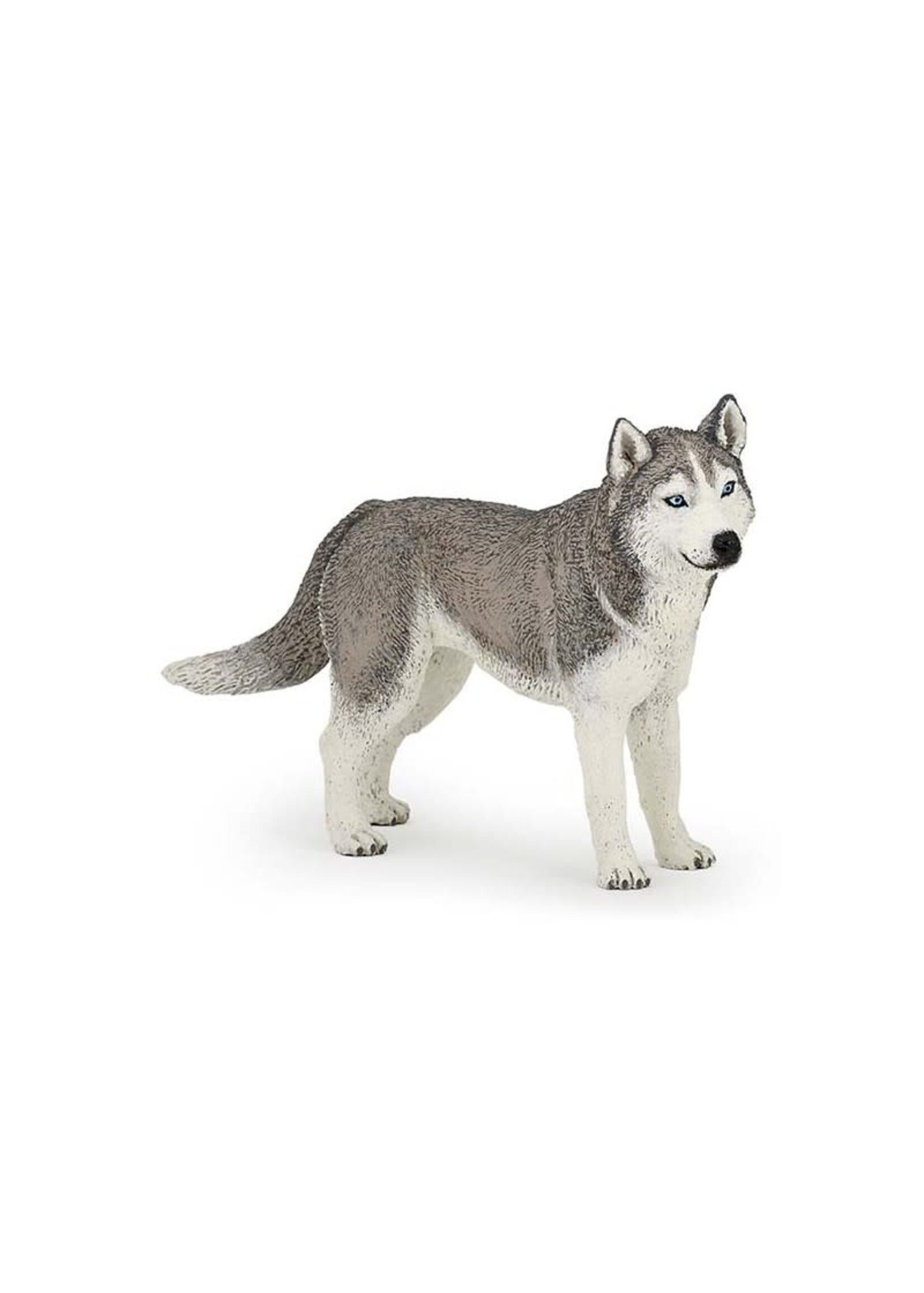 Papo Papo - Husky de sibérie