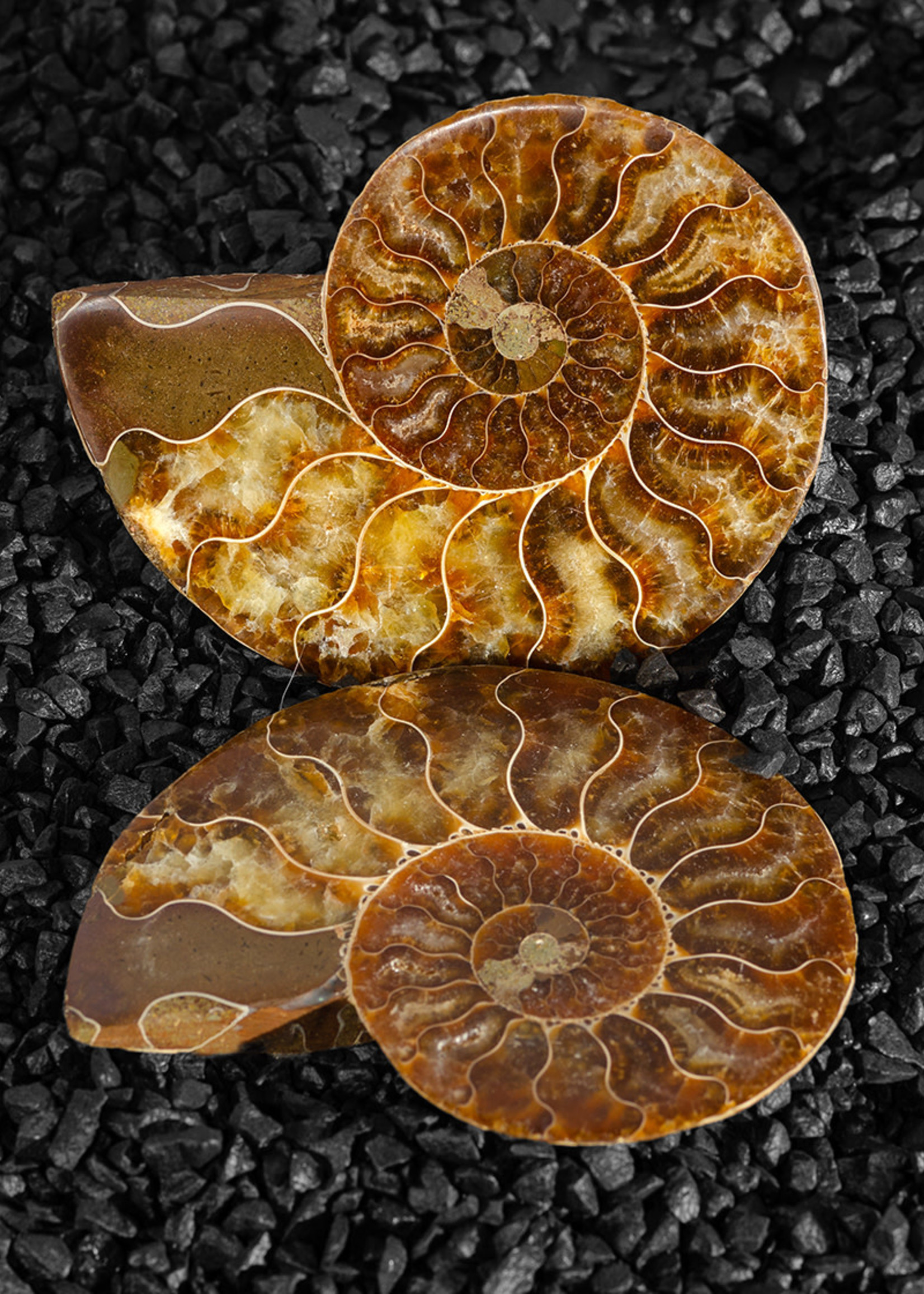 Minerals & Mystics Ammonite Pair