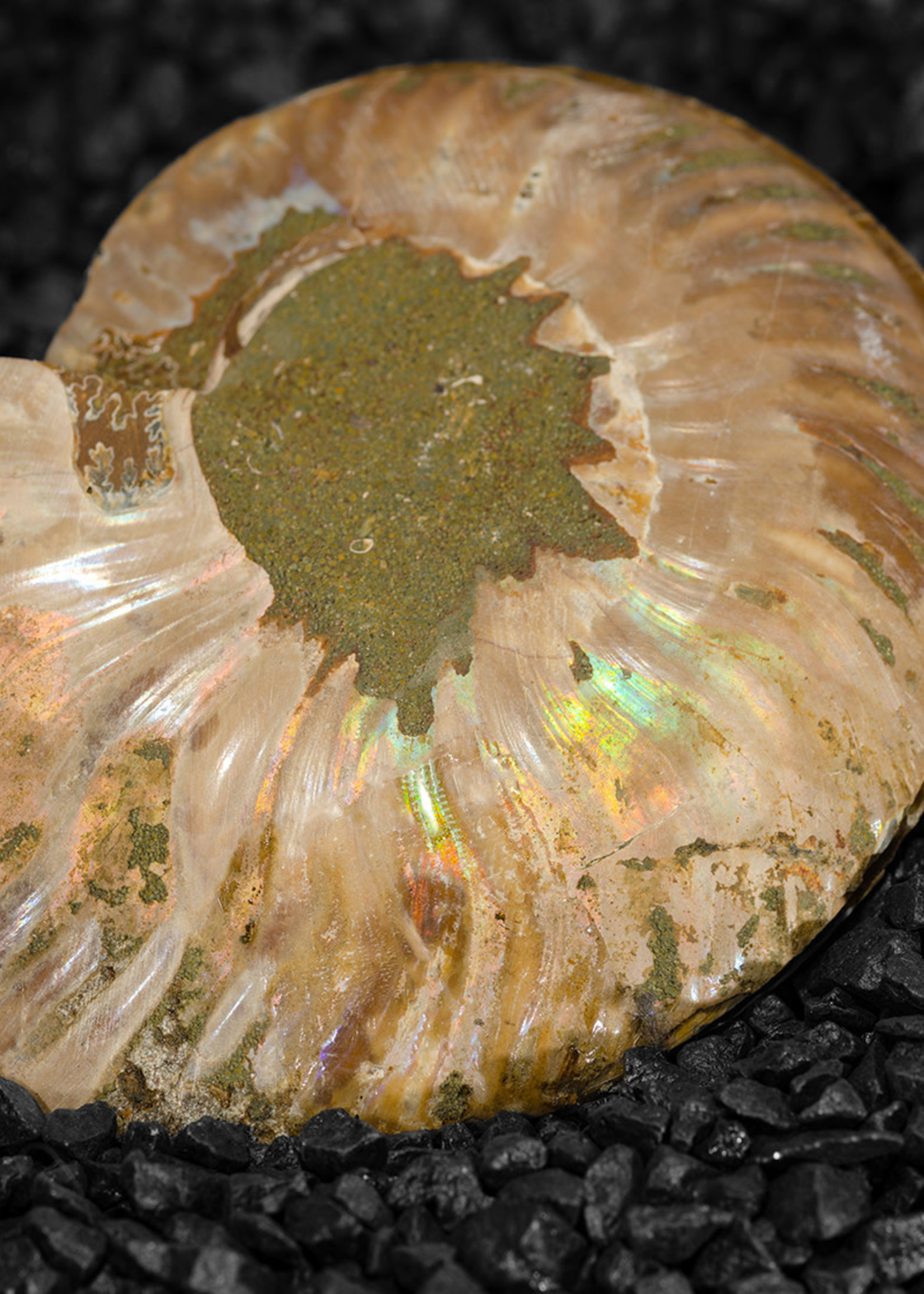 Minerals & Mystics Ammonite Pair