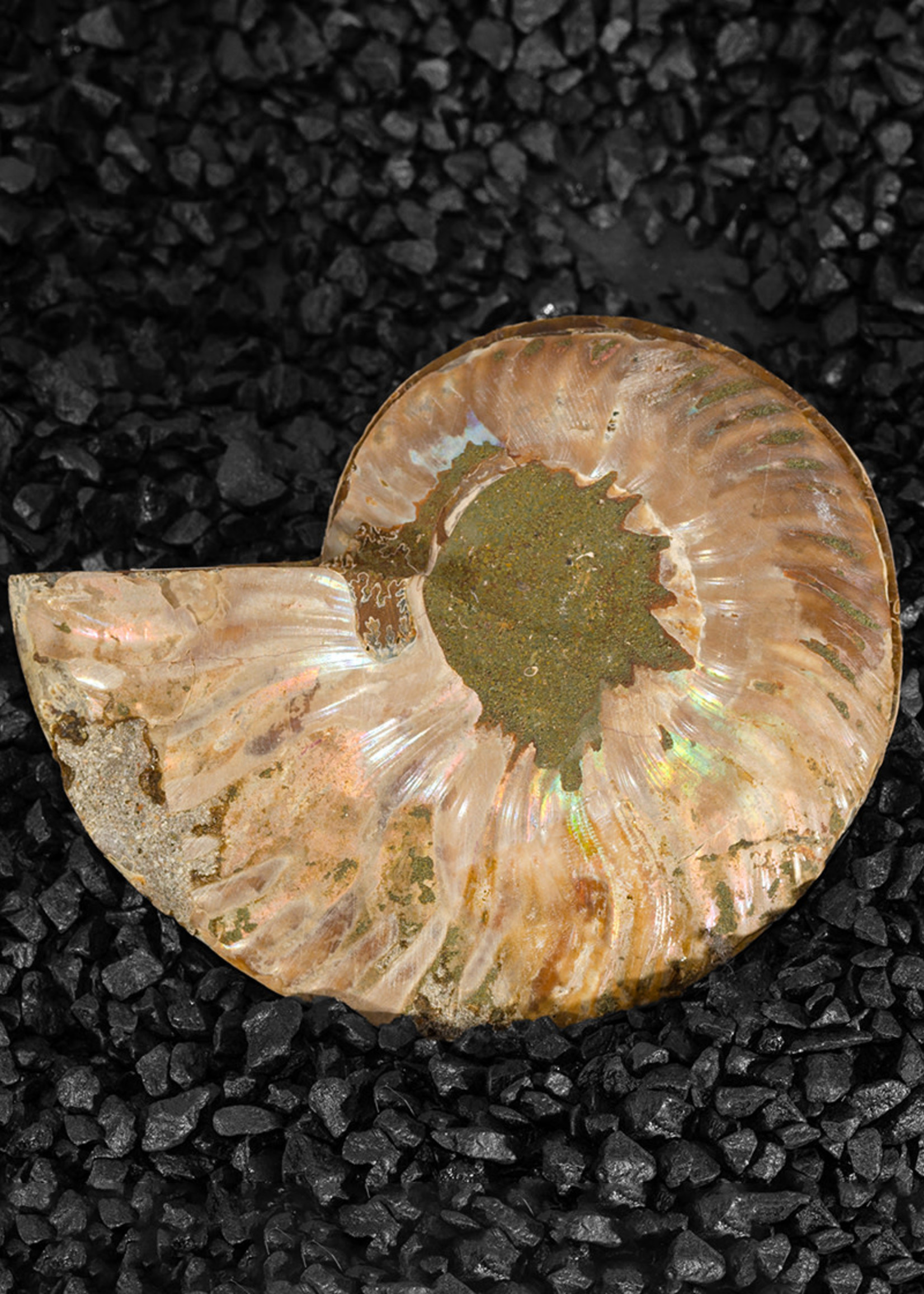 Minerals & Mystics Ammonite Pair