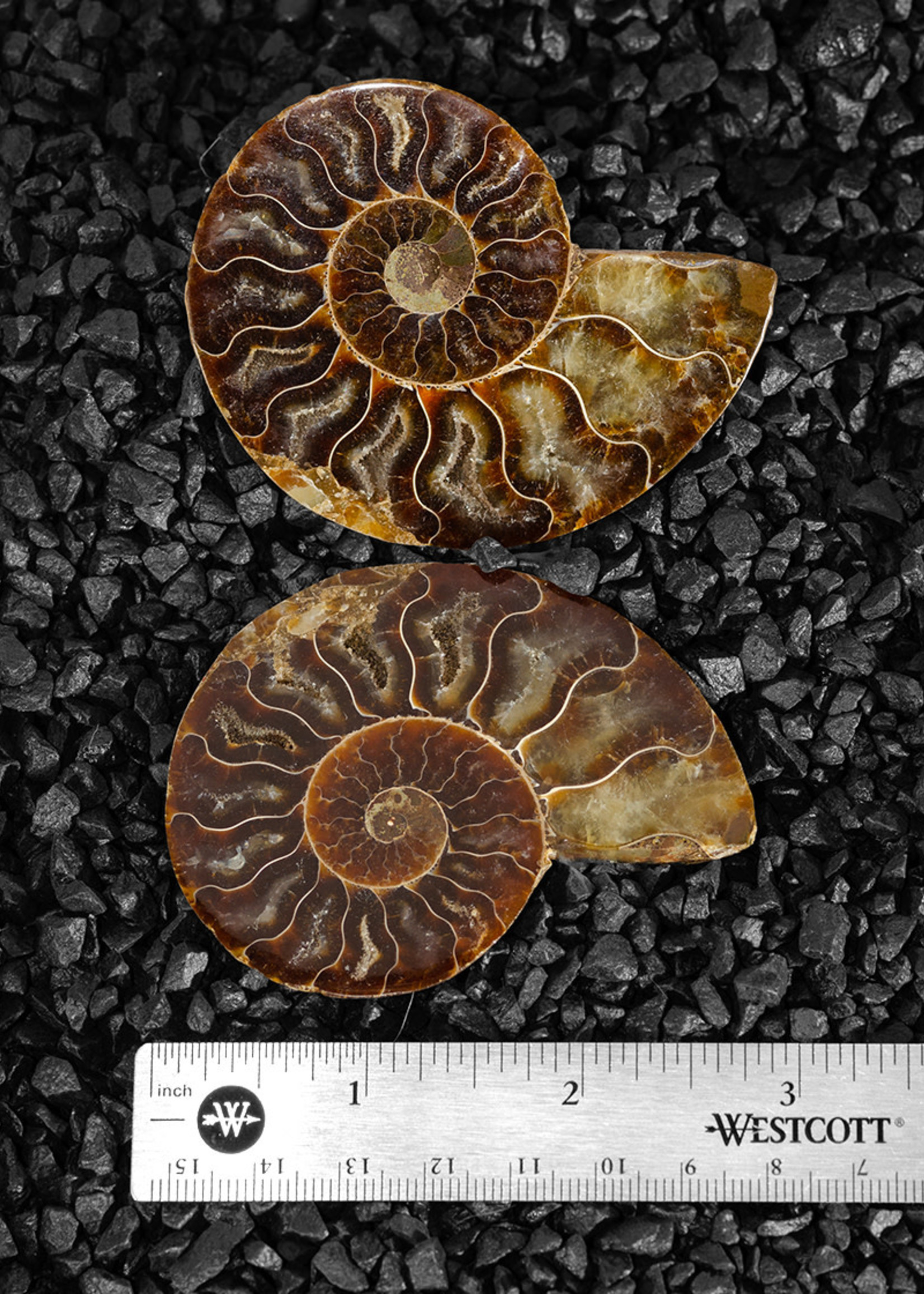 Minerals & Mystics Ammonite Pair