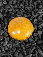 Minerals & Mystics Fossil Sea Urchin