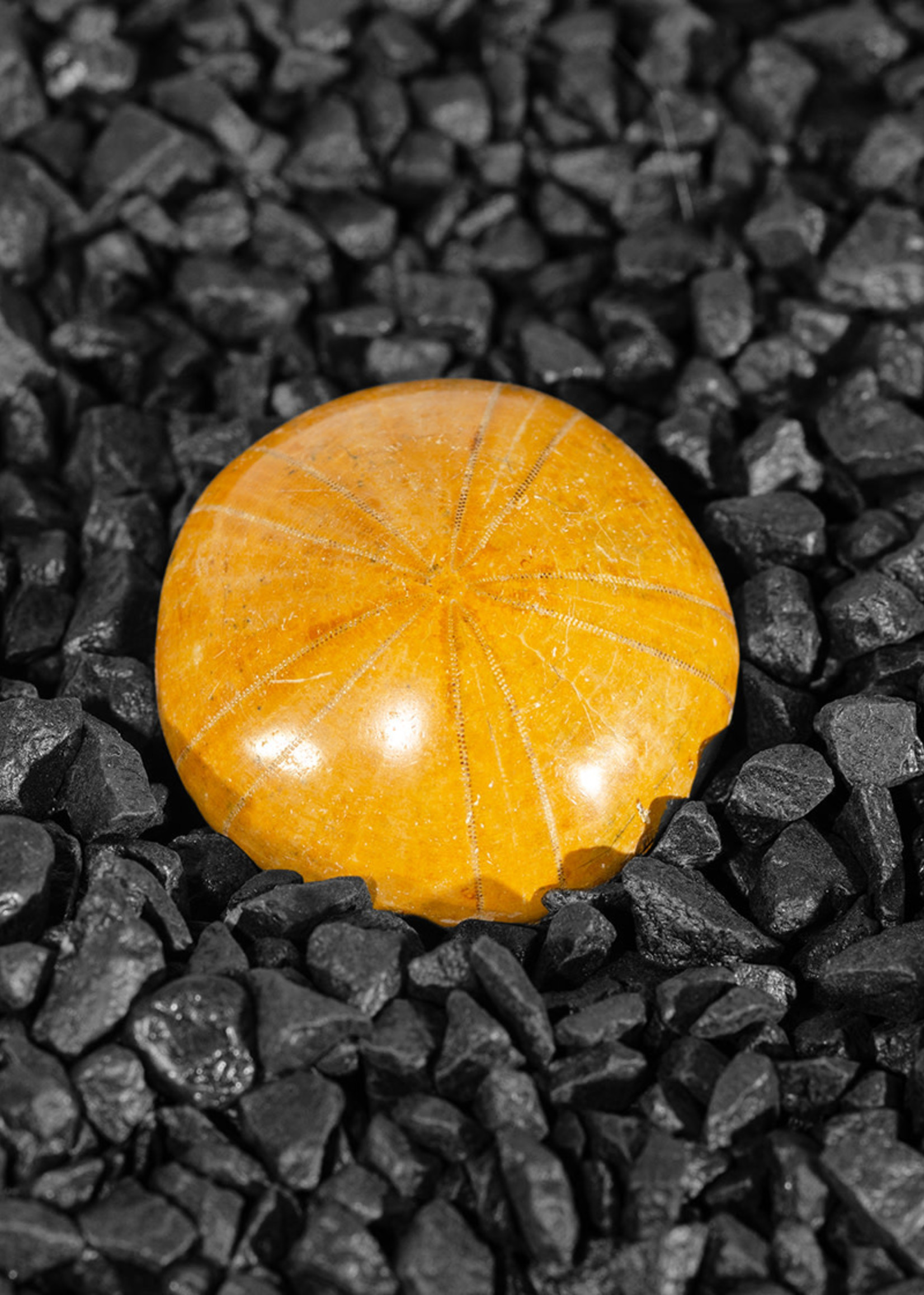 Minerals & Mystics Fossil Sea Urchin