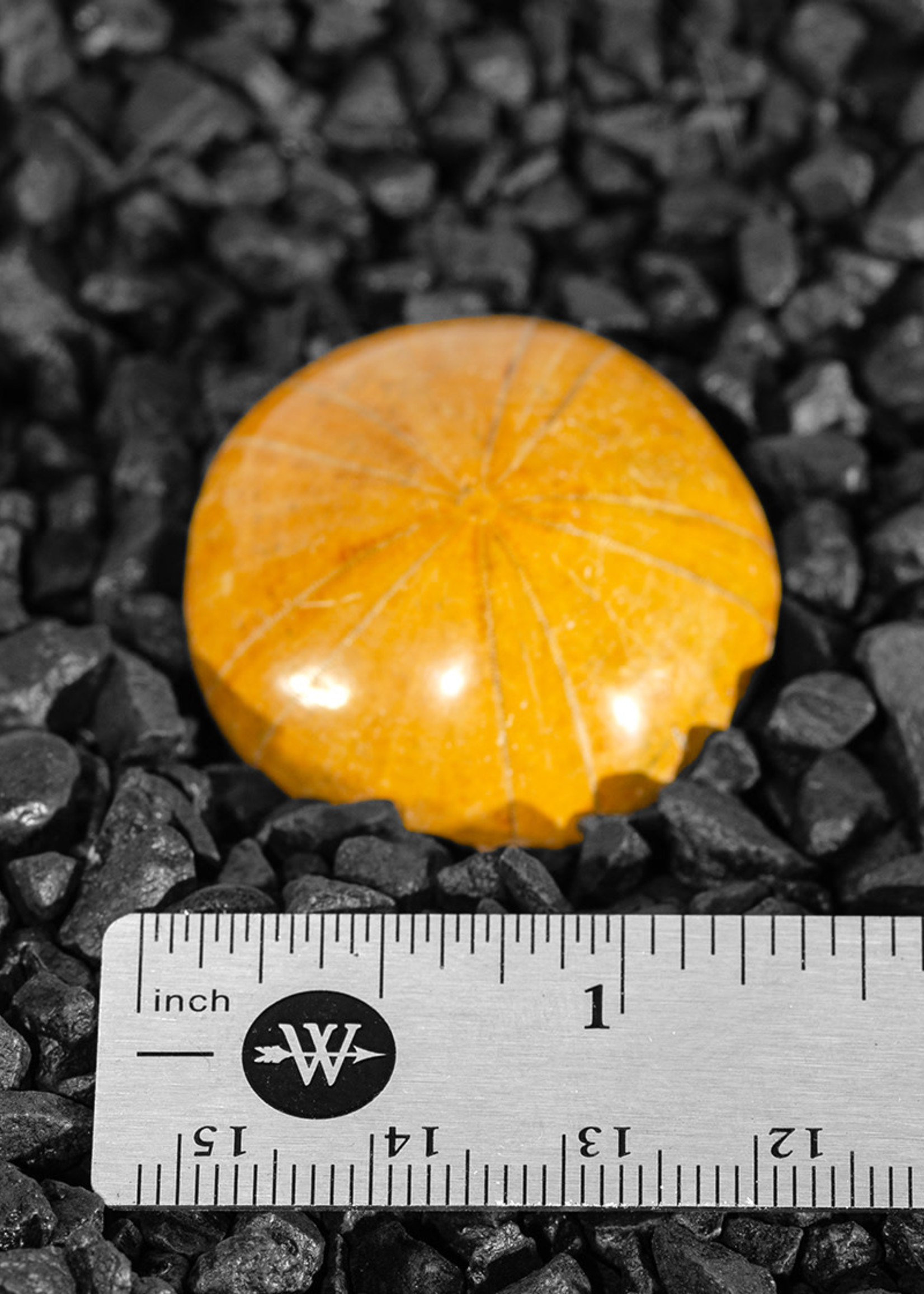 Minerals & Mystics Fossil Sea Urchin