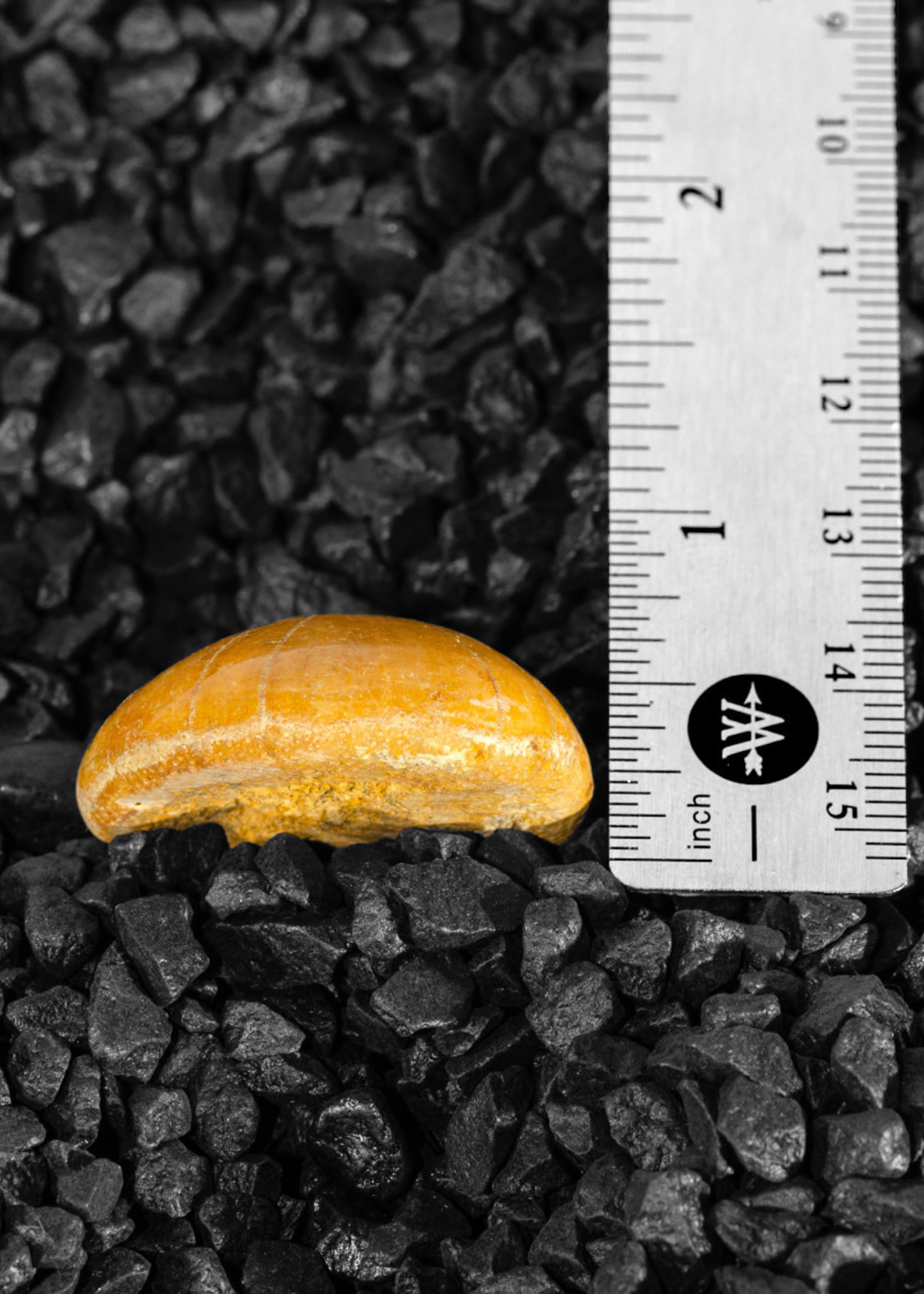 Minerals & Mystics Fossil Sea Urchin