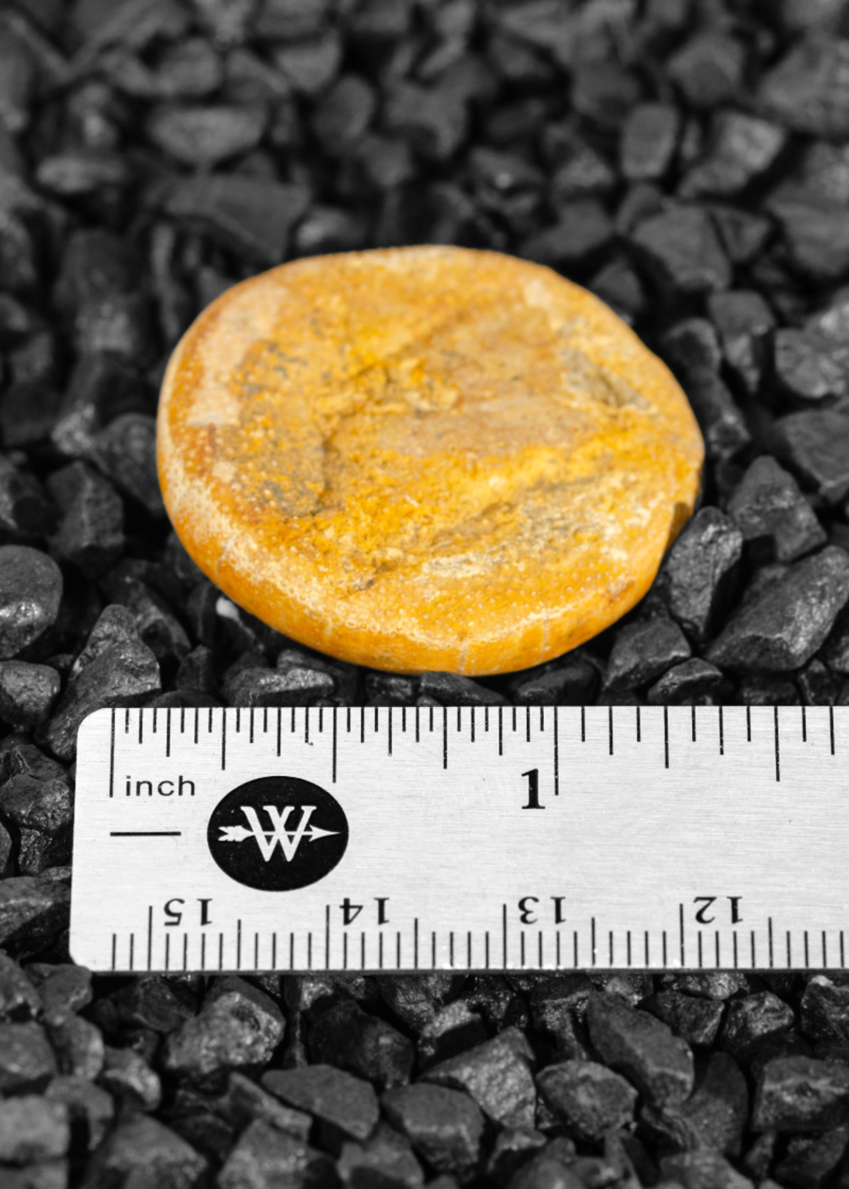 Minerals & Mystics Fossil Sea Urchin