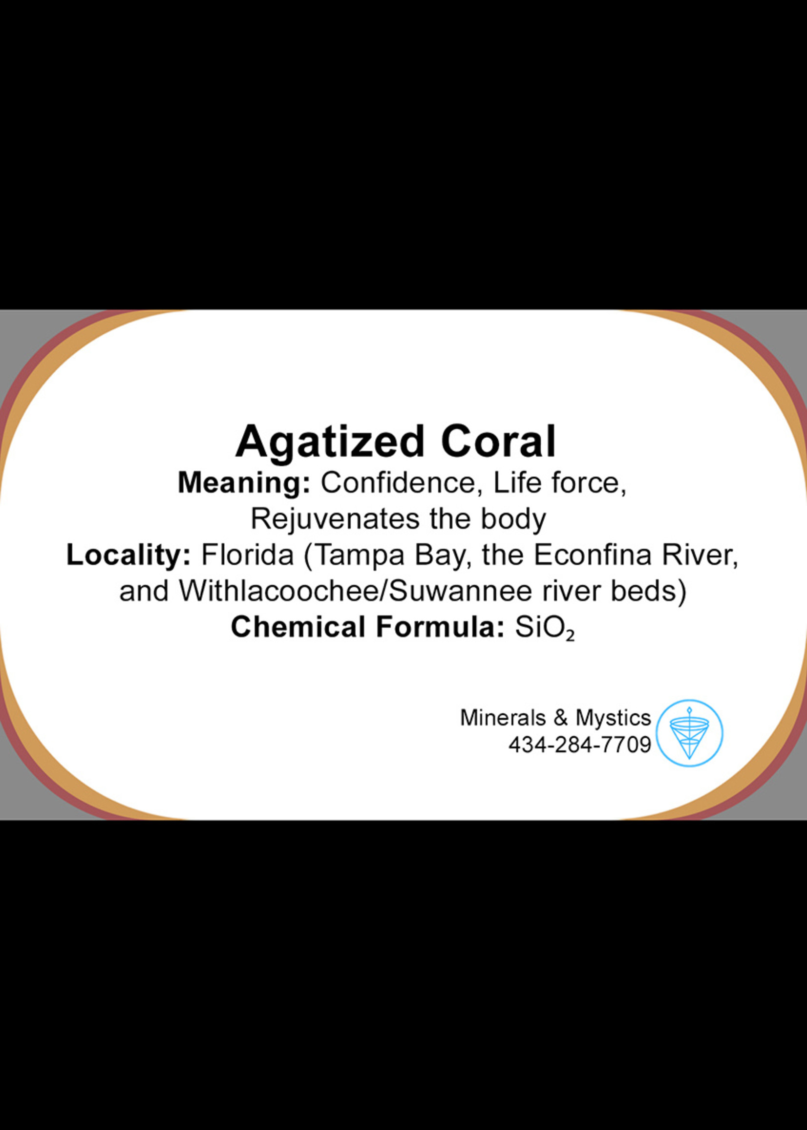 Minerals & Mystics Agatized Coral Specimen