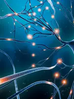 Neuroplasticity Workshop