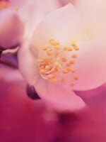 Minerals & Mystics Pink Moon Tea Ceremony