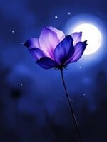 Minerals & Mystics Flower Moon Tea Ceremony