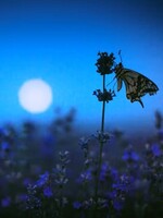 Minerals & Mystics Blue Moon Tea Ceremony