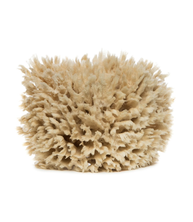 Barr Co. Sea Wool Sponge