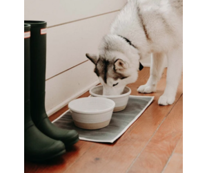 Farmhouse Pottery Farm Medium Dog Bowl