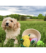 Knotty Pawz Fruit & Veggie Dog Toys-choose from 4 kinds