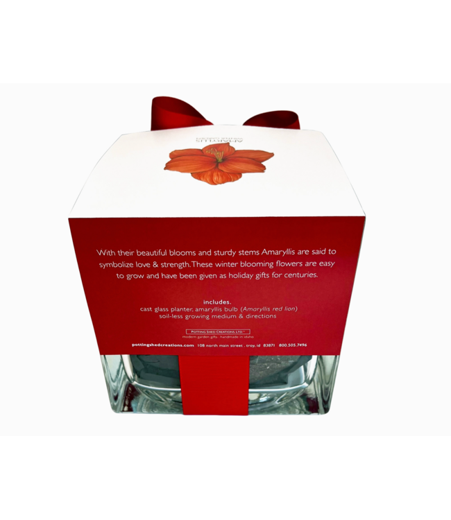 Potting Shed Amaryllis Winter Garden