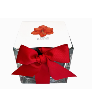 Potting Shed Amaryllis Winter Garden