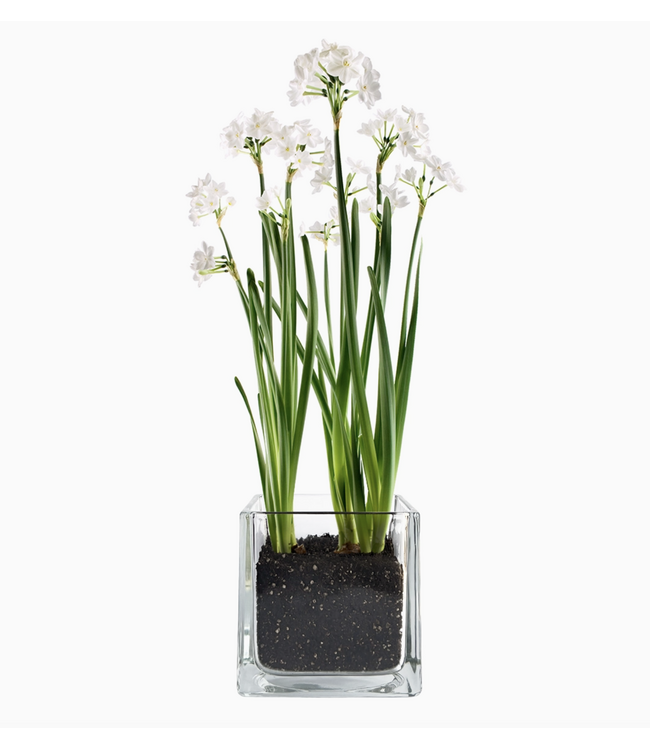 Potting Shed Paperwhites Winter Garden