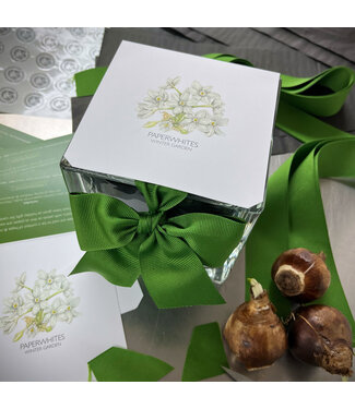 Potting Shed Paperwhites Winter Garden
