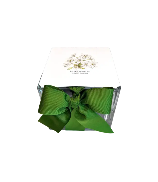 Potting Shed Paperwhites Winter Garden