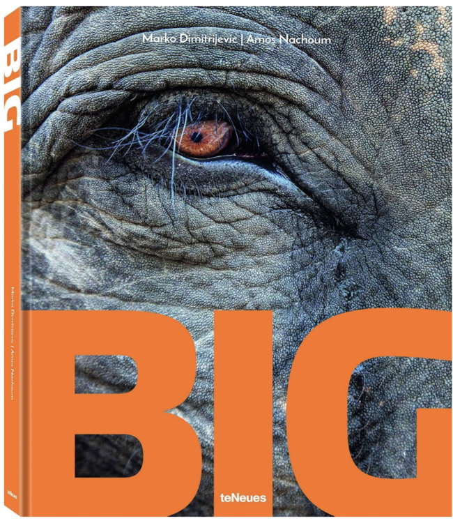 Big: World's largest Animals