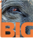 Big: World's largest Animals