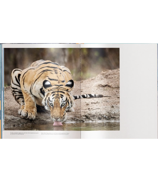 Big: World's largest Animals