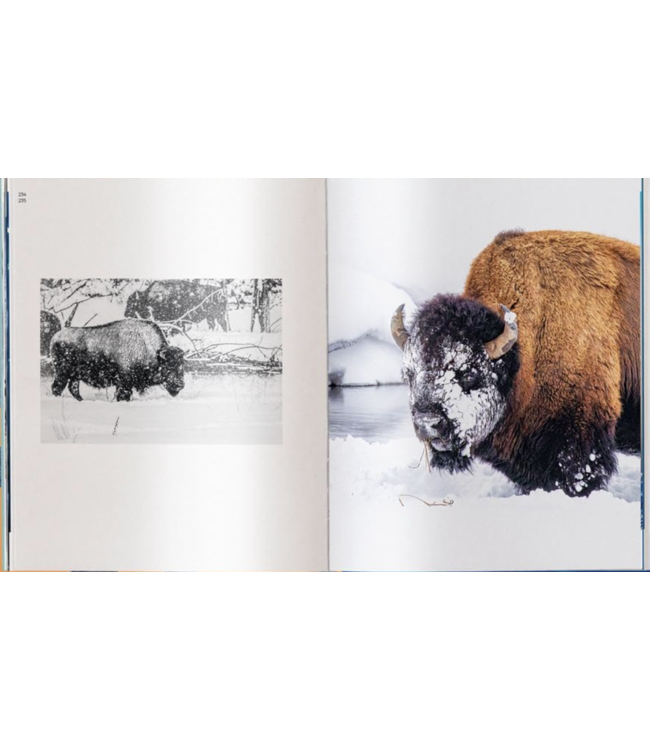 Big: World's largest Animals