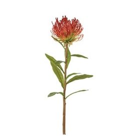CTW Protea Floral Stem