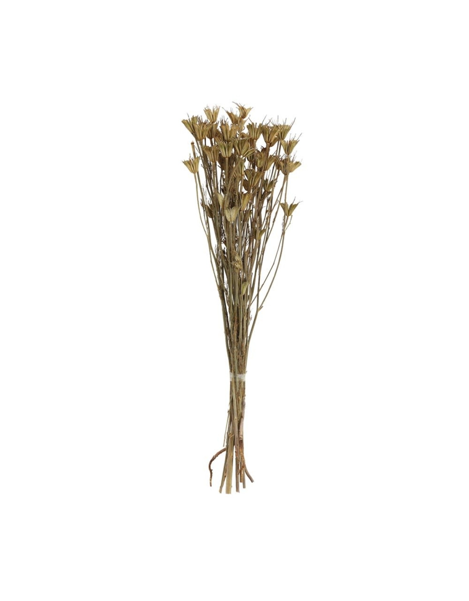 Creative Co-op Dried Natural Love in a Mist Bunch