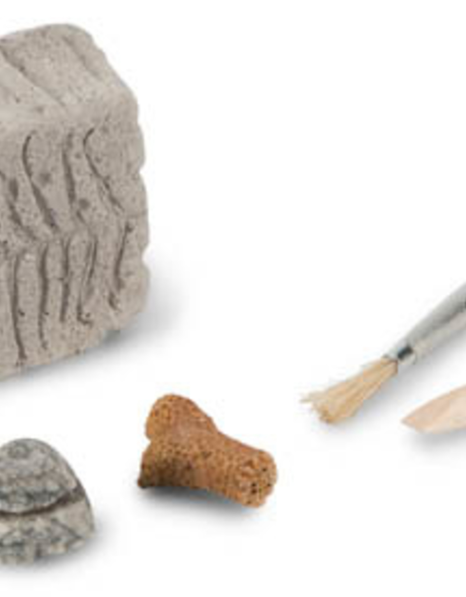 Heebie Jeebies Fossil Dig Palaeontology Kit