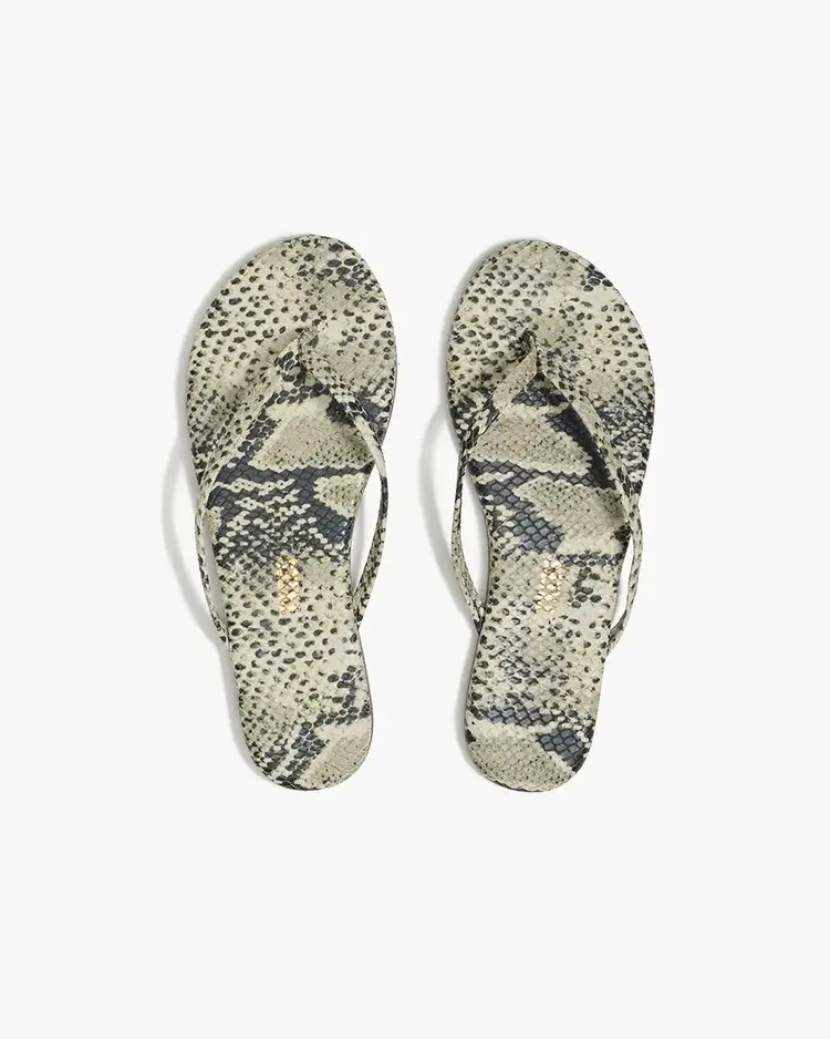 Studio Exotic Sandsnake