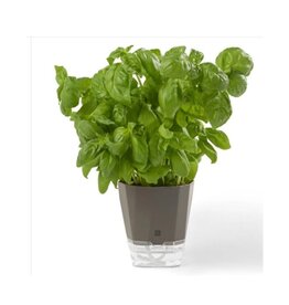 Jardinière fines herbes