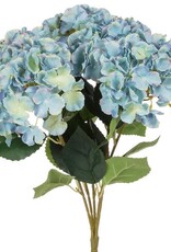 Hydrangées - Bleus