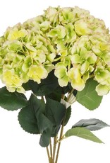 Hydrangées - Verts