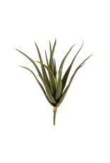 Aloe Stem 1