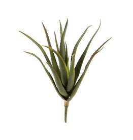 Aloe Stem 1