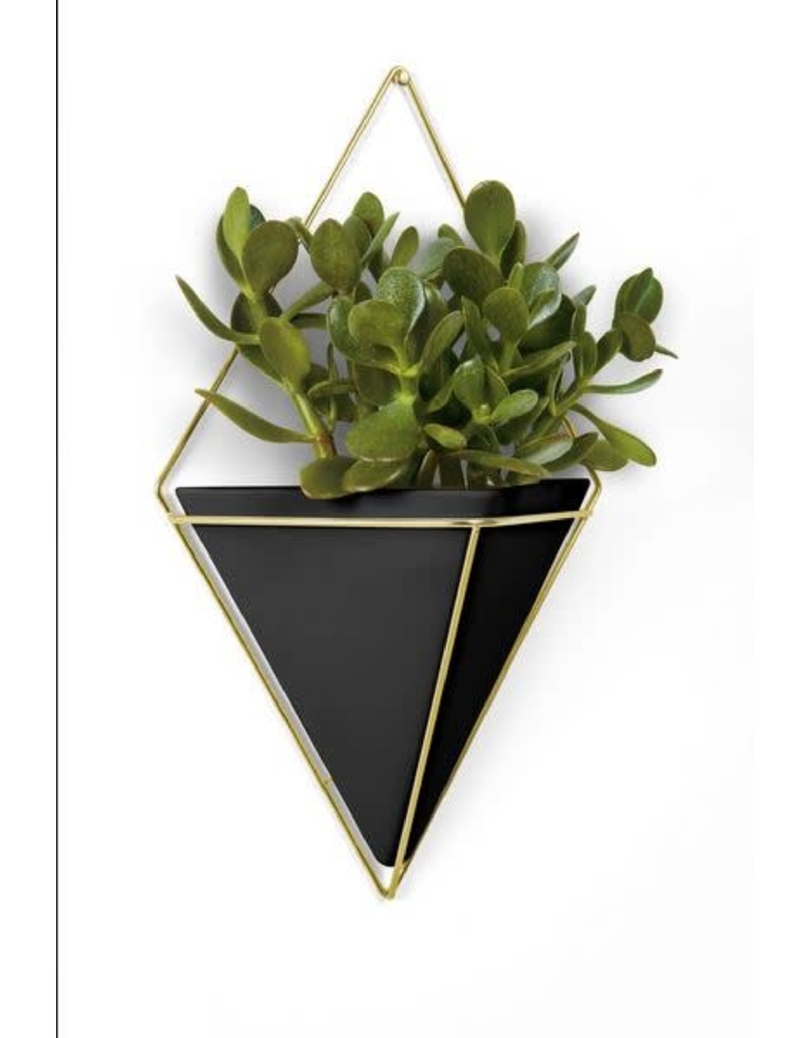 Trigg Wall Display LG - Blk/Brs