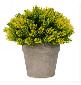 Yellow & Green Plant in Pot