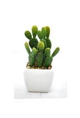 white planter cactus