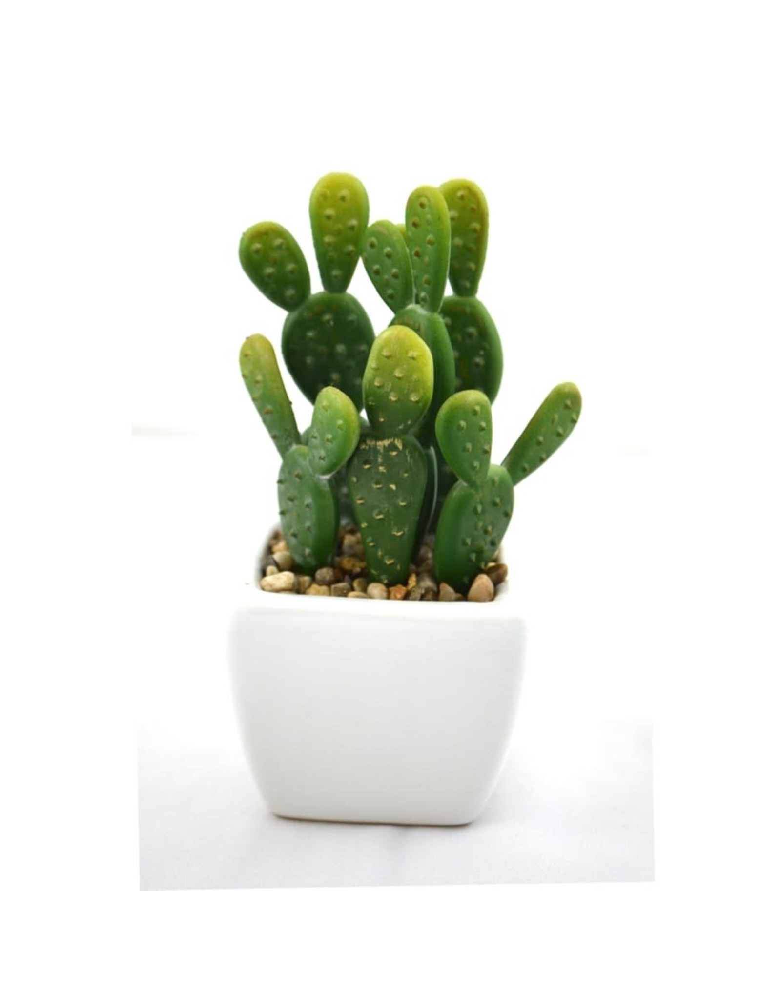 white planter cactus