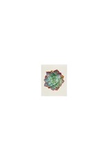 Green succulent sponge cloth