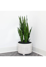 Snake plant in dotted planter /light green