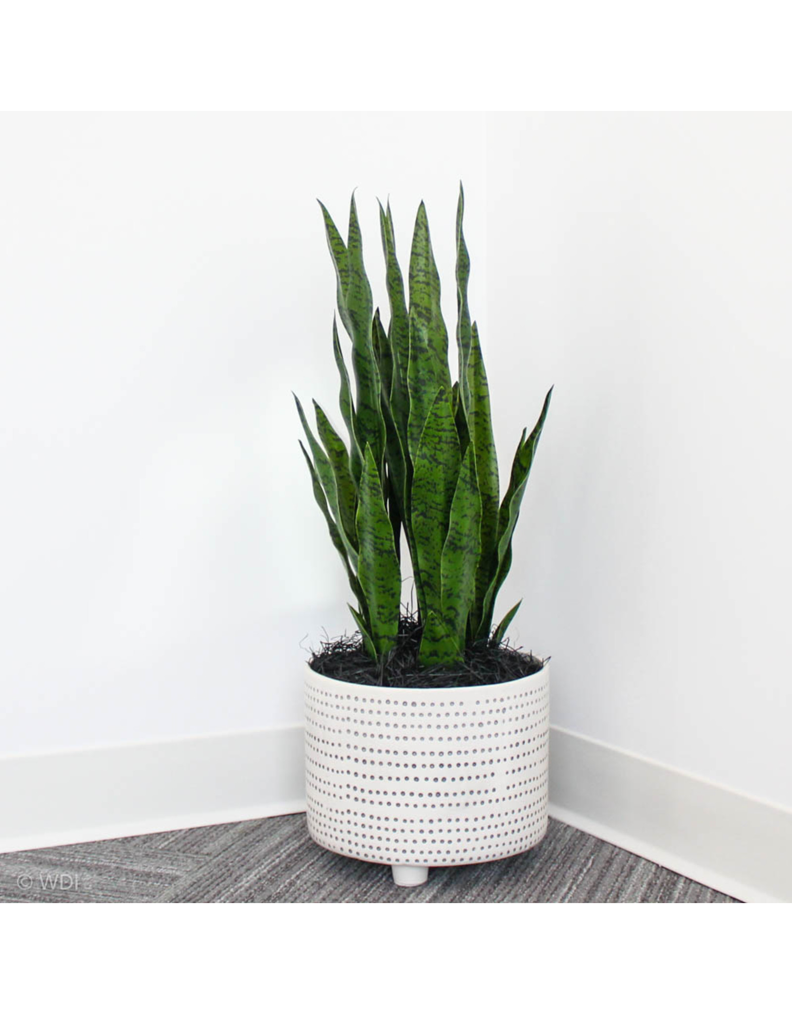 Snake plant in dotted planter /light green