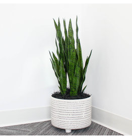 Snake plant in dotted planter /light green