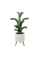 Zamiifolia plant in white fiberclay pot 42"
