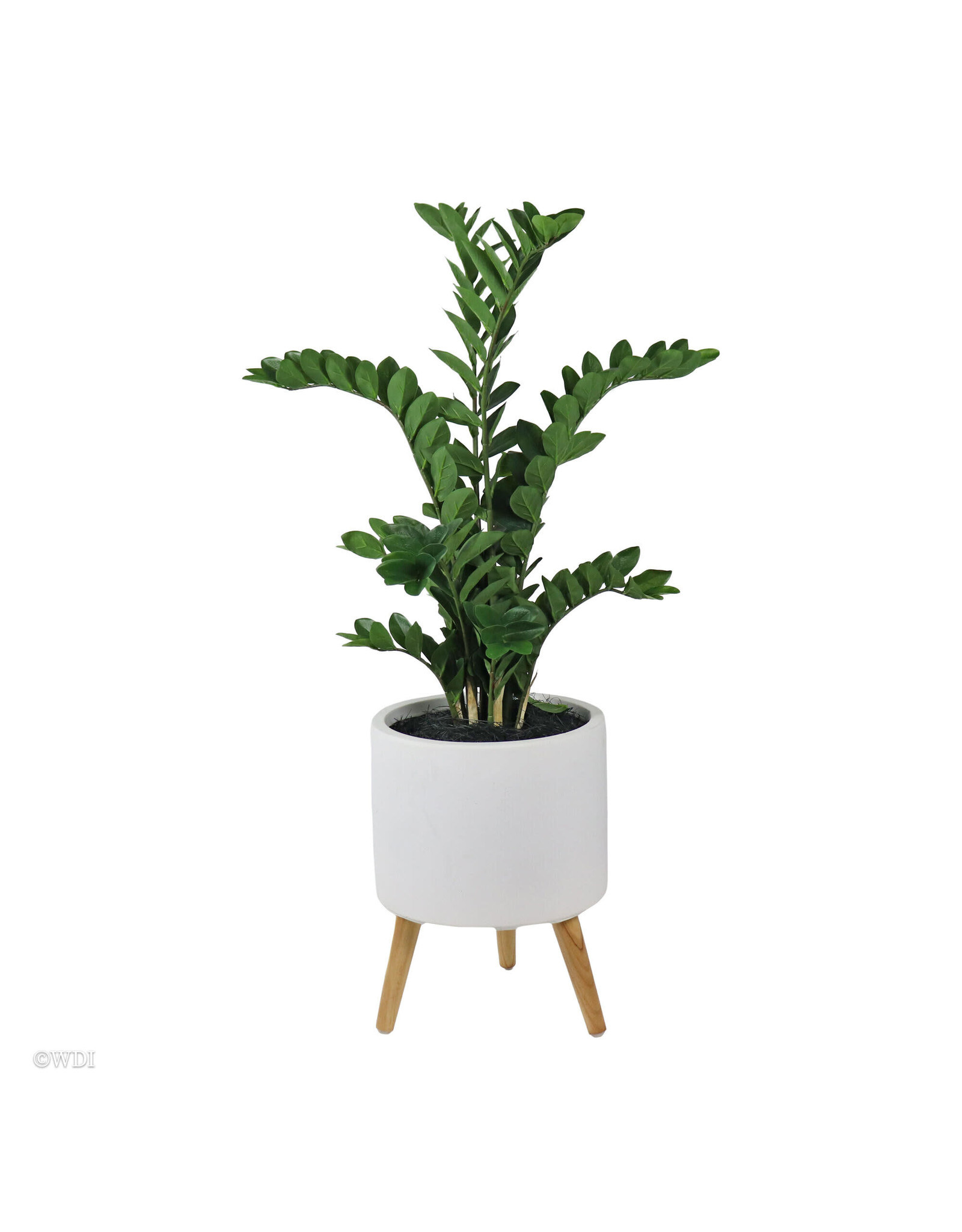 Zamiifolia plant in white fiberclay pot 42"