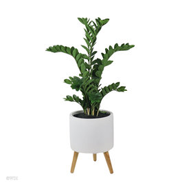 Zamiifolia plant in white fiberclay pot 42"