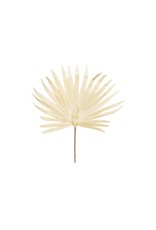 Palm tree leaf-white